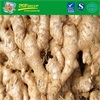 HOT SALE Fresh Ginger