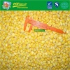 New Crop IQF sweet corn wholesale