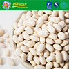 New crop Dry white kidney bean