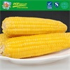 Vacuum package sweet corn cut