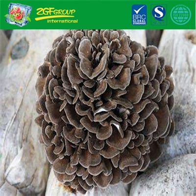 High quality Dried grifola frondosa