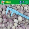Hot sale IQF whole shallot 20-40mm