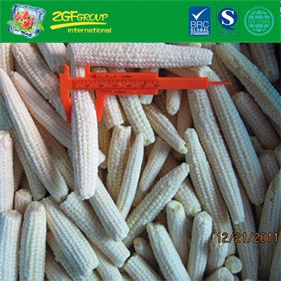 Frozen IQF whole baby corn  L 5-14cm dia8-20mm