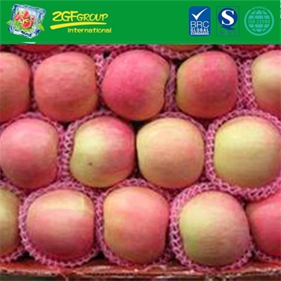 New crop Fresh fuji apple