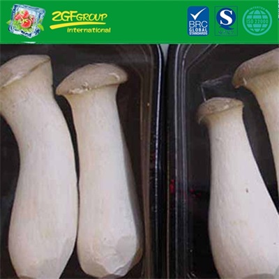 Supply Fresh Pleurotus Eryngii