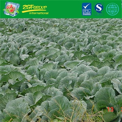 Fresh Cabbage