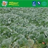 Fresh Cabbage