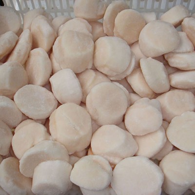 Scallops Adductor