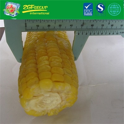IQF whole corn cobs with a good price