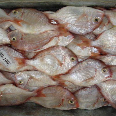 Frozen wr red sea bream