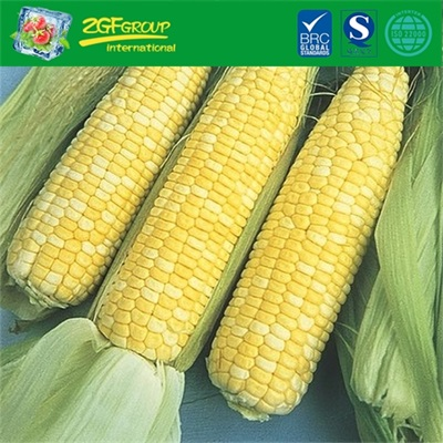 Dried Whole Corn