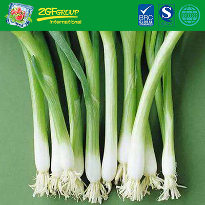 Good Taste Fresh Chinese Leek