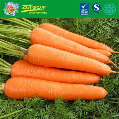 New Crop Fresh Carrot