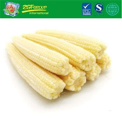 Good Grade IQF Whole Baby Corn