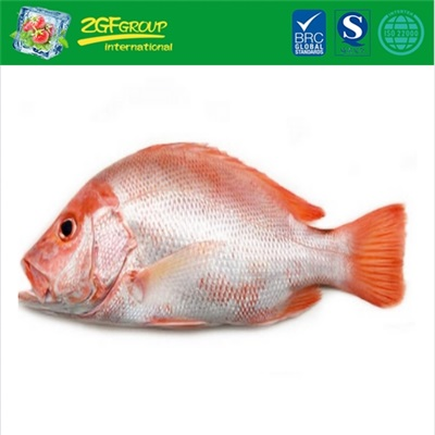 Frozen Red Snapper
