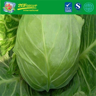 Organic Green Fresh Cabbage