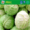 Grade A Fresh Cabbage For Sale