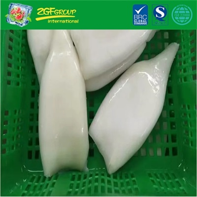 Hot Sale Frozen IQF Squid