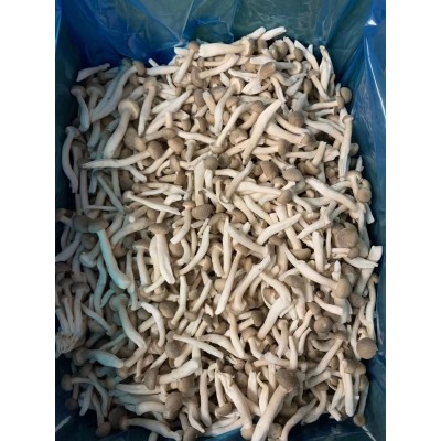 Delicious IQF Frozen Shimeji Mushroom