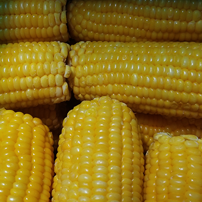 IQF Whole Corn Cobs
