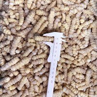 Frozen  Crosnes